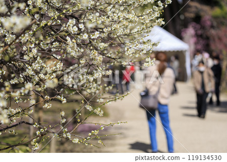 廣島市名園縮景園的梅園 廣島市名園縮景園的梅園 119134530