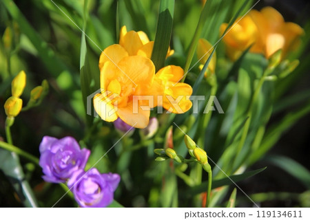 Freesia flowers Freesia flowers 119134611
