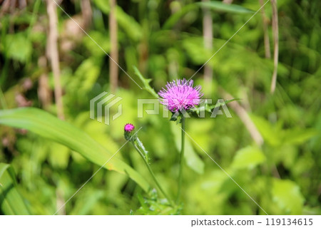 可愛的 Noisami 花 119134615