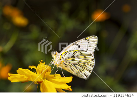 White butterfly perched on a yellow flower , in the garden White butterfly perched on a yellow flower , in the garden 119134634