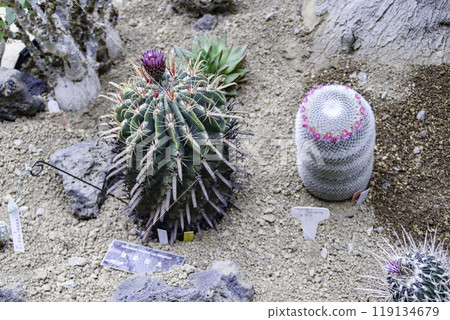 Cactus Blooming (Hinodemaru/Tsukifuemaru) Cactus Blooming (Hinodemaru/Tsukifuemaru) 119134679