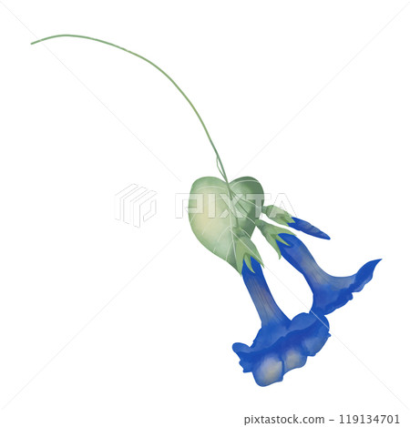 Flowers and buds petunia blue on stem with leaves green, picturesque digital watercolor illustration for printing and web Flowers and buds petunia blue on stem with leaves green, picturesque digital watercolor illustration for printing and web 119134701