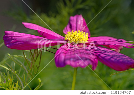 zinnia purple flower in the green garden zinnia purple flower in the green garden 119134707