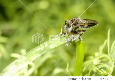 assasin fly perched on a green leaf 119134708