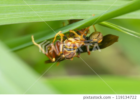 Paper wasp perched on a green leaf 119134722