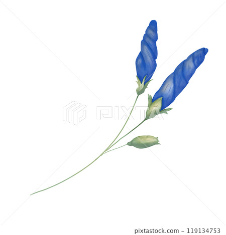 Closed buds petunia blue on stem green, picturesque digital watercolor illustration for printing and web	 119134753