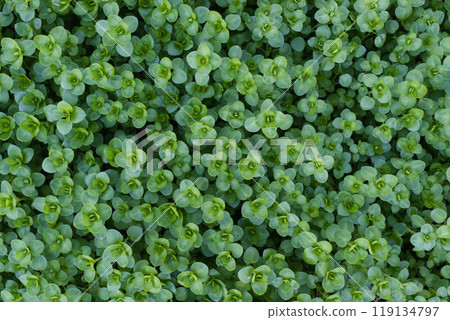 closeup view of small green leaves, sprout carpet wallpaper concept, nature background closeup view of small green leaves, sprout carpet wallpaper concept, nature background 119134797