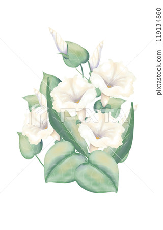 Composition with white pitunia flowers and green leaves, wedding watercolor illustration for printing and web design Composition with white pitunia flowers and green leaves, wedding watercolor illustration for printing and web design 119134860