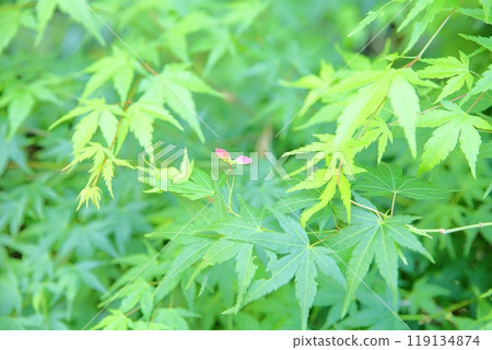 清爽的藍色楓木與紅色雙葉 清爽的藍色楓木與紅色雙葉 119134874