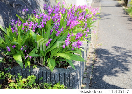 Cute splendid lily flower 119135127