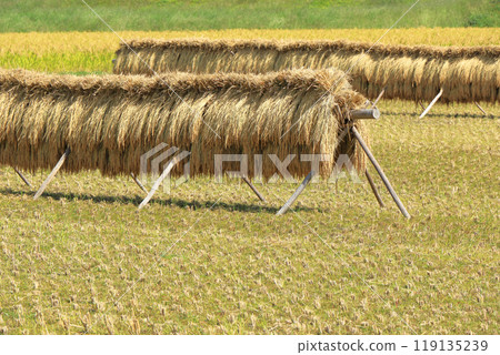 Autumn in Azumino: A landscape with a hanging curtain 119135239