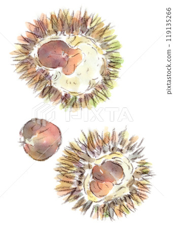 秋天的植物，秋天的味道，大栗子和栗子的水彩插圖 119135266