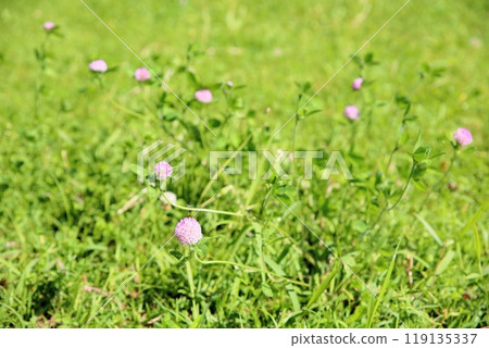 Cute red clover flower Cute red clover flower 119135337
