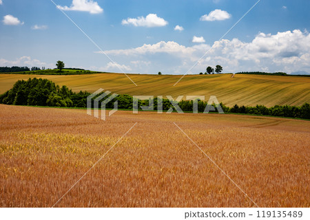 The earth and hills signaling the end of summer 119135489