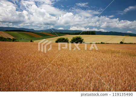 The earth and hills signaling the end of summer 119135490