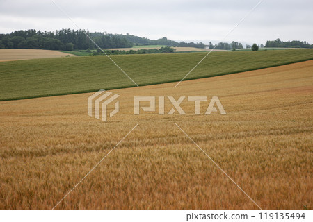 The earth and hills signaling the end of summer The earth and hills signaling the end of summer 119135494