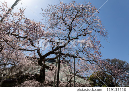 Soft sunlight and full-bloomed weeping cherry blossoms in the temple grounds 119135538