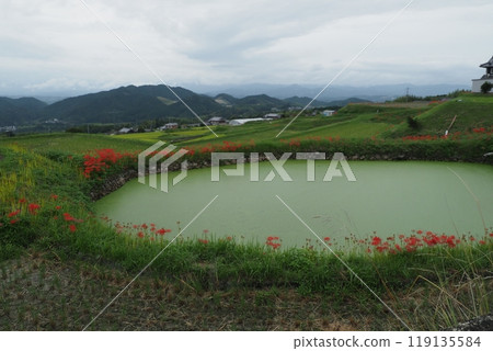 Small pond and red spider lilies 119135584