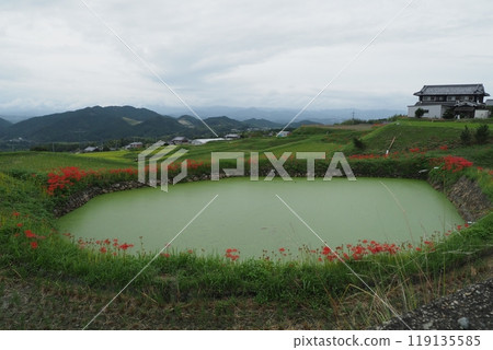 Small pond and red spider lilies Small pond and red spider lilies 119135585