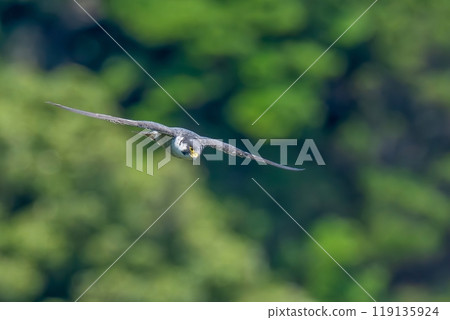 A scene of a Peregrine Falcon flying against a green background 119135924