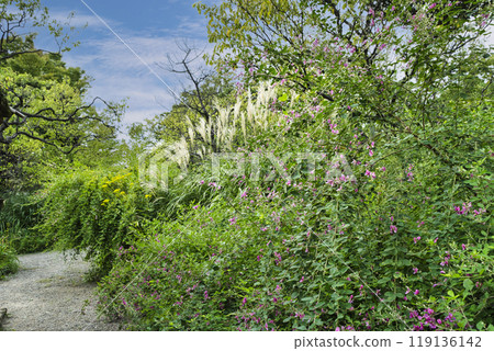 東京向島百花園，初秋，三葉草風景，國家指定風景名勝 119136142