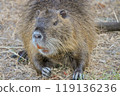 海狸鼠露出它的大牙齒 119136236