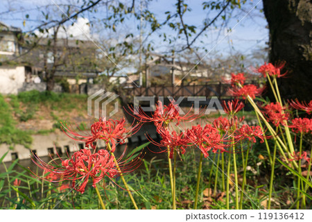 Aichi Prefecture, Iwakura City, Iwakura Gojo River, Higanbana, Senkame Bridge 119136412