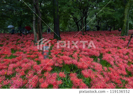 文殊地毯 119136552