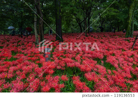 紅地毯 紅地毯 119136553