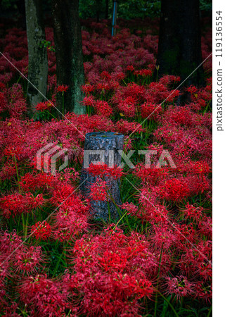 被群孤挺花包圍的樹樁 119136554