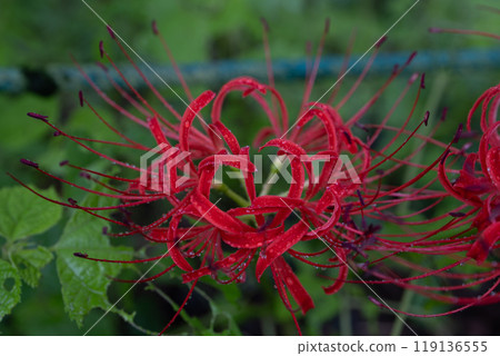 彼岸花 石蒜 曼珠沙華 119136555