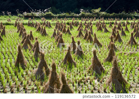 廣島縣莊原市日和町的稻草捆、稻草堆、收割後的稻田、秋天的田園風光 廣島縣莊原市日和町的稻草捆、稻草堆、收割後的稻田、秋天的田園風光 119136572