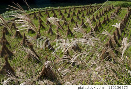 廣島縣莊原市日和町的稻草捆、稻草堆、收割後的稻田、秋天的田園風光 廣島縣莊原市日和町的稻草捆、稻草堆、收割後的稻田、秋天的田園風光 119136575