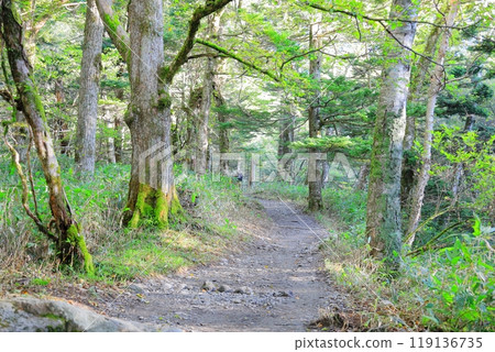 Walking in Kamikochi/Matsumoto City, Nagano Prefecture Walking in Kamikochi/Matsumoto City, Nagano Prefecture 119136735