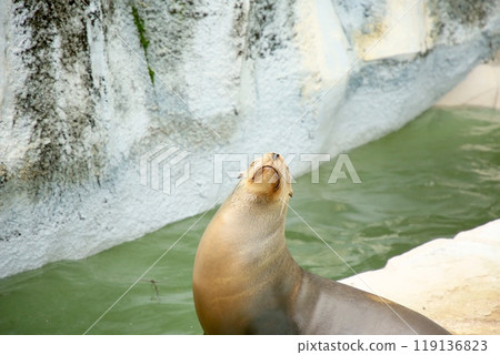 California sea lion taking a nap 119136823