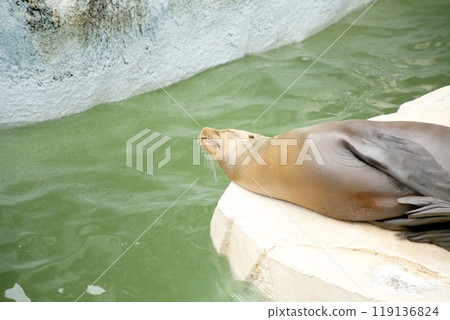 海獅在打盹 119136824