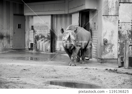 Staring Black Rhino 119136825