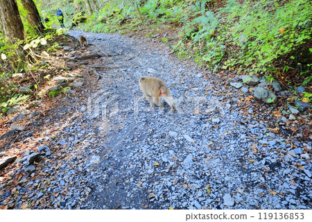 Kamikochi: Monkeys appearing on walking trails Kamikochi: Monkeys appearing on walking trails 119136853