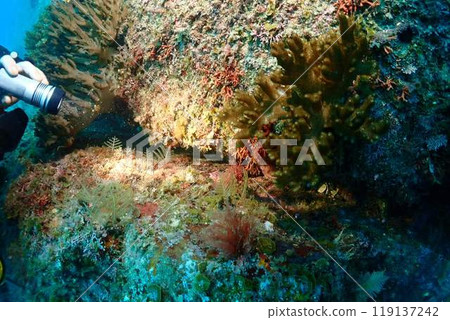 太陽和魚類從海底仰望 太陽和魚類從海底仰望 119137242