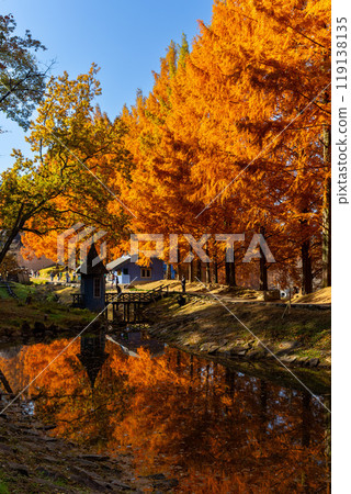 秋天的水杉和公園 119138135