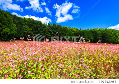 Red buckwheat flower and blue sky Red buckwheat flower and blue sky 119138261