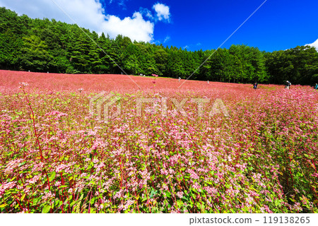高峰紅寶石花園 119138265