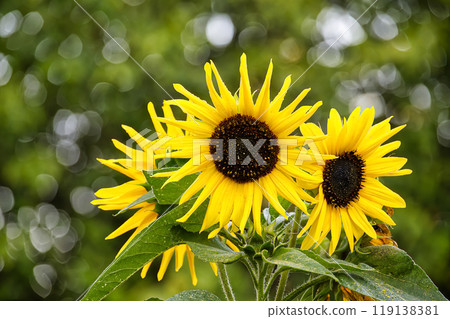 Vibrant sunflowers blooming in a lush green garden with soft bokeh background 119138381