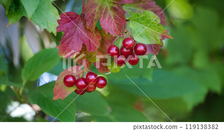 Viburnum opulus also known as guelder-rose or snowball tree with vibrant red berries 119138382