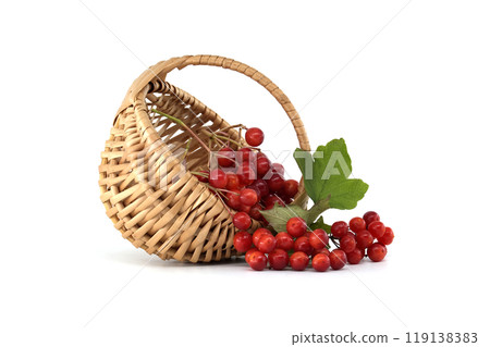 Fresh red guelder rose berries overflowing from a wicker basket isolated on white Fresh red guelder rose berries overflowing from a wicker basket isolated on white 119138383