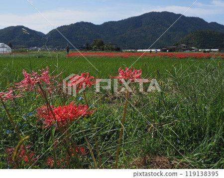 龜岡彼岸花之裡 龜岡彼岸花之裡 119138395