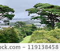 The beautiful pine forest, one of the three most scenic spots in Japan 119138458