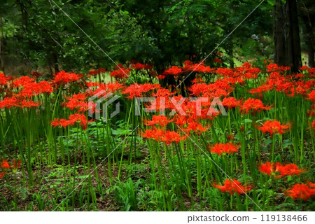 Manjushage flowers at Koma River Kinchakuda Manjushage flowers at Koma River Kinchakuda 119138466