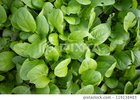 Bok choy sprouts 119138483