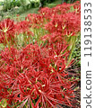 Beautiful cluster amaryllis 119138533